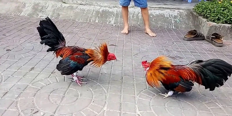 Cách cược đá gà tre tại nhà cái uy tín
