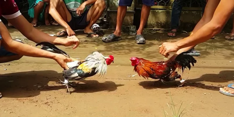 Tìm hiểu thông tin chi tiết về đá gà tre là gì